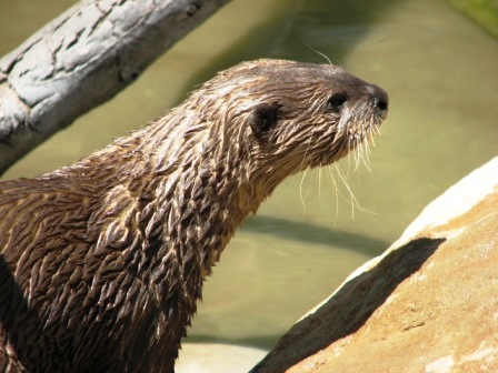 Otter