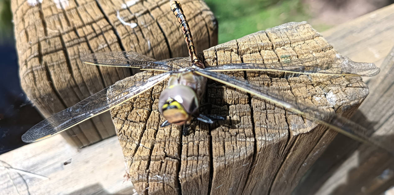 Dragonfly #1 by MiyamotoArt on DeviantArt