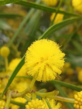 Wattle Flower