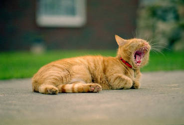 Yawn or Groar?