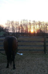 Sunset Horse Butt