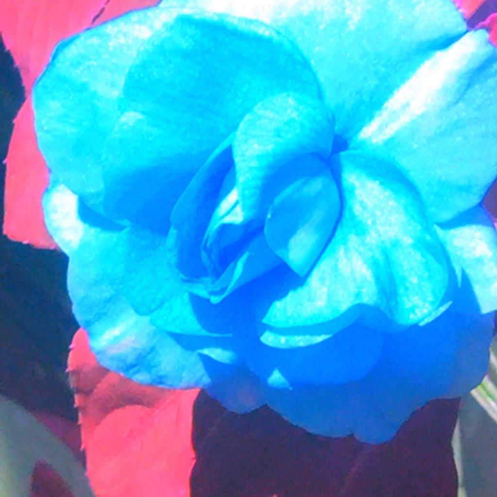 Goth rose by the-bigdipper on DeviantArt