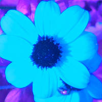 Blue flowers 