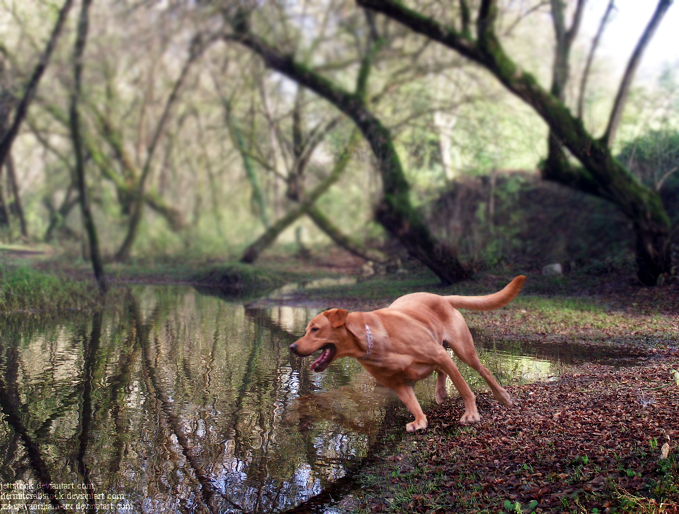 Golden Lab