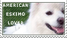 American Eskimo Lover by Muttie