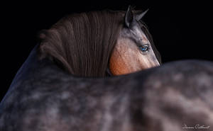 Horse Study 3