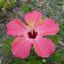 Flower hibiscus