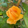 Orange rose