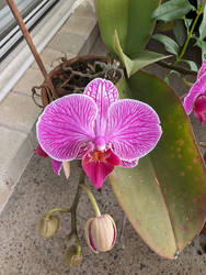 Orchid 2