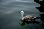 Seagull in St. Mark Square by hellslord