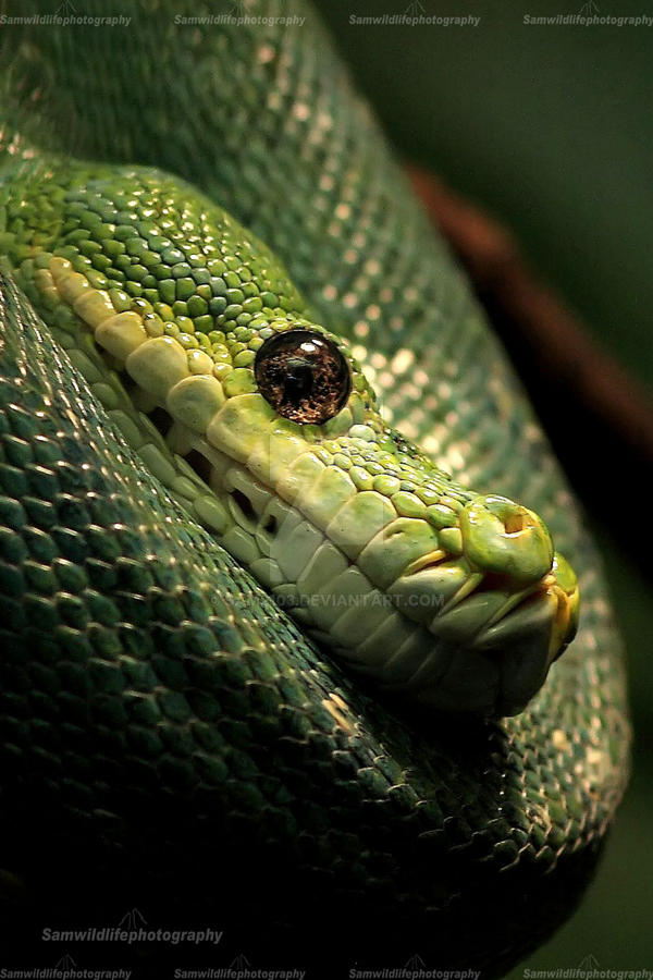 Green tree python by Sam2103 on DeviantArt