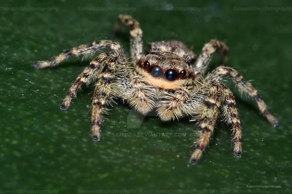 jumping spider