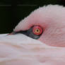 Lesser flamingo