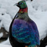 Himalayan Monal