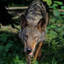 iberian wolf