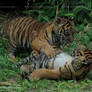 Tiger Play time