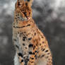 Serval guard