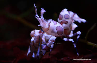 Harlequin shrimp