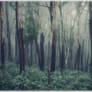 Foggy forest