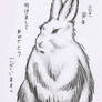 Year of the Rabbit