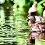 Mallard Duck (Non Breeding)