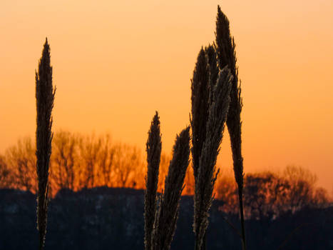 sunset's wheat