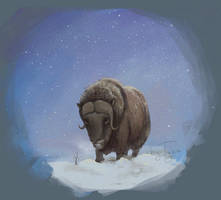 Musk Ox