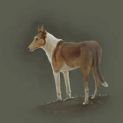 Smooth collie