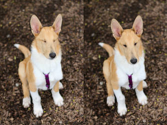 Isaac, the smooth collie