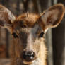 Baby Elk II