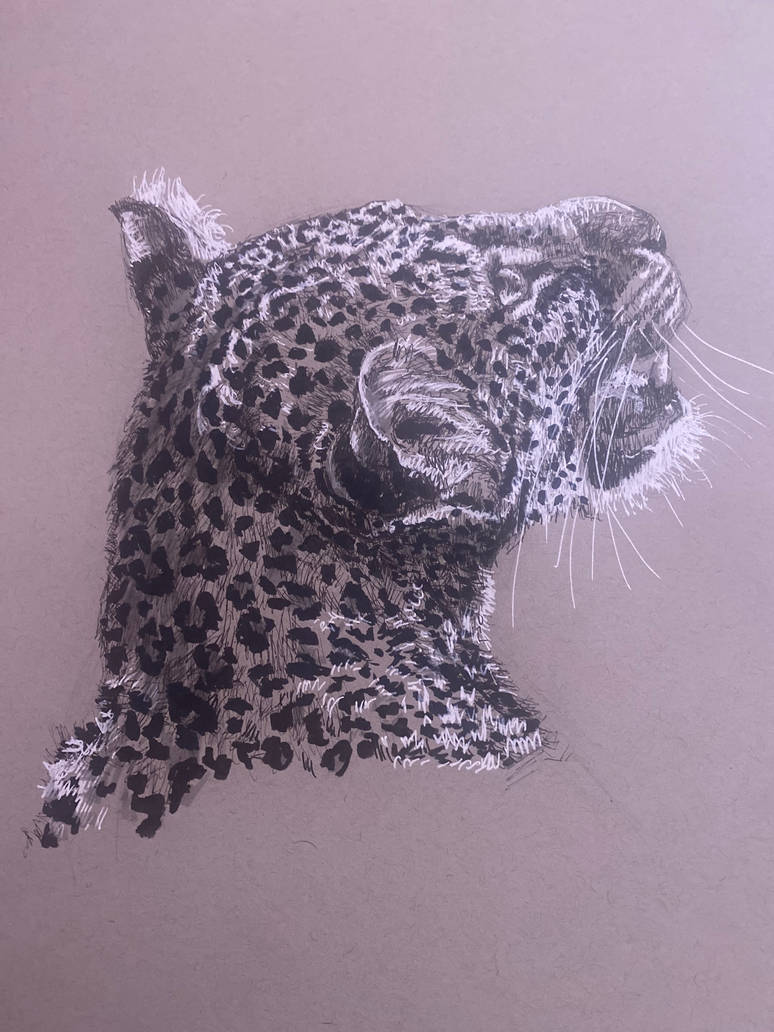 Leopard Ink Leopard in Ink by CircusValleyStudios on DeviantArt