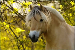 Norwegian fjord horse by missecole