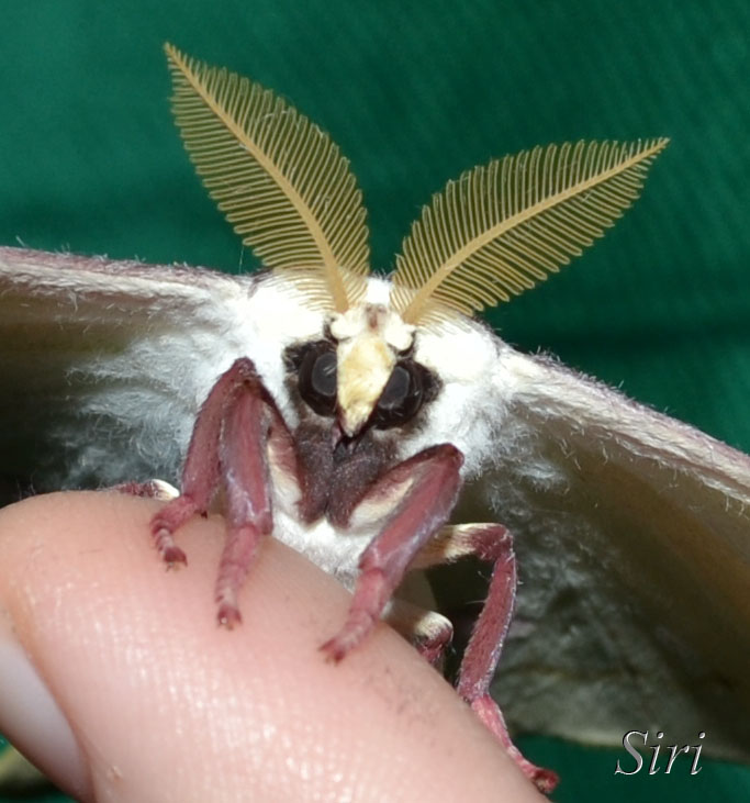 Luna Moth Face By Sirigulan233 On Deviantart Luna Moth Face By Sirigulan233 On Deviantart
