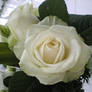 White rose