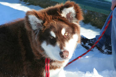 Sika a Giant Alaskan Malamute