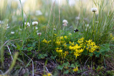 Flight of the bumblebee