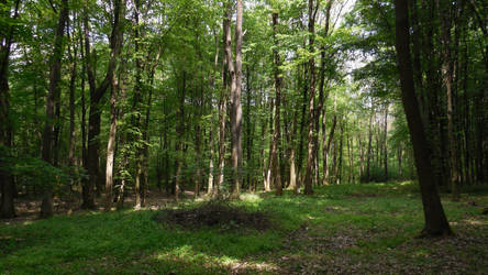 the legendary Ratller forest.