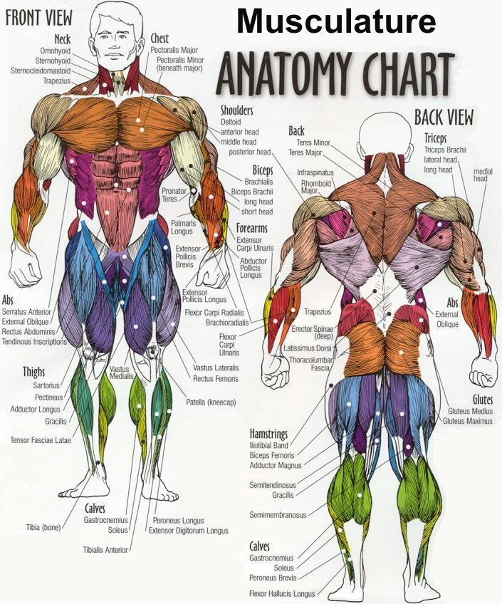 Musculature FRONT VIEW by OLUDAYONBA on DeviantArt