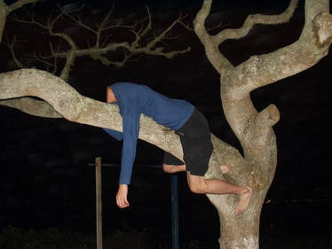 Lying on a branch
