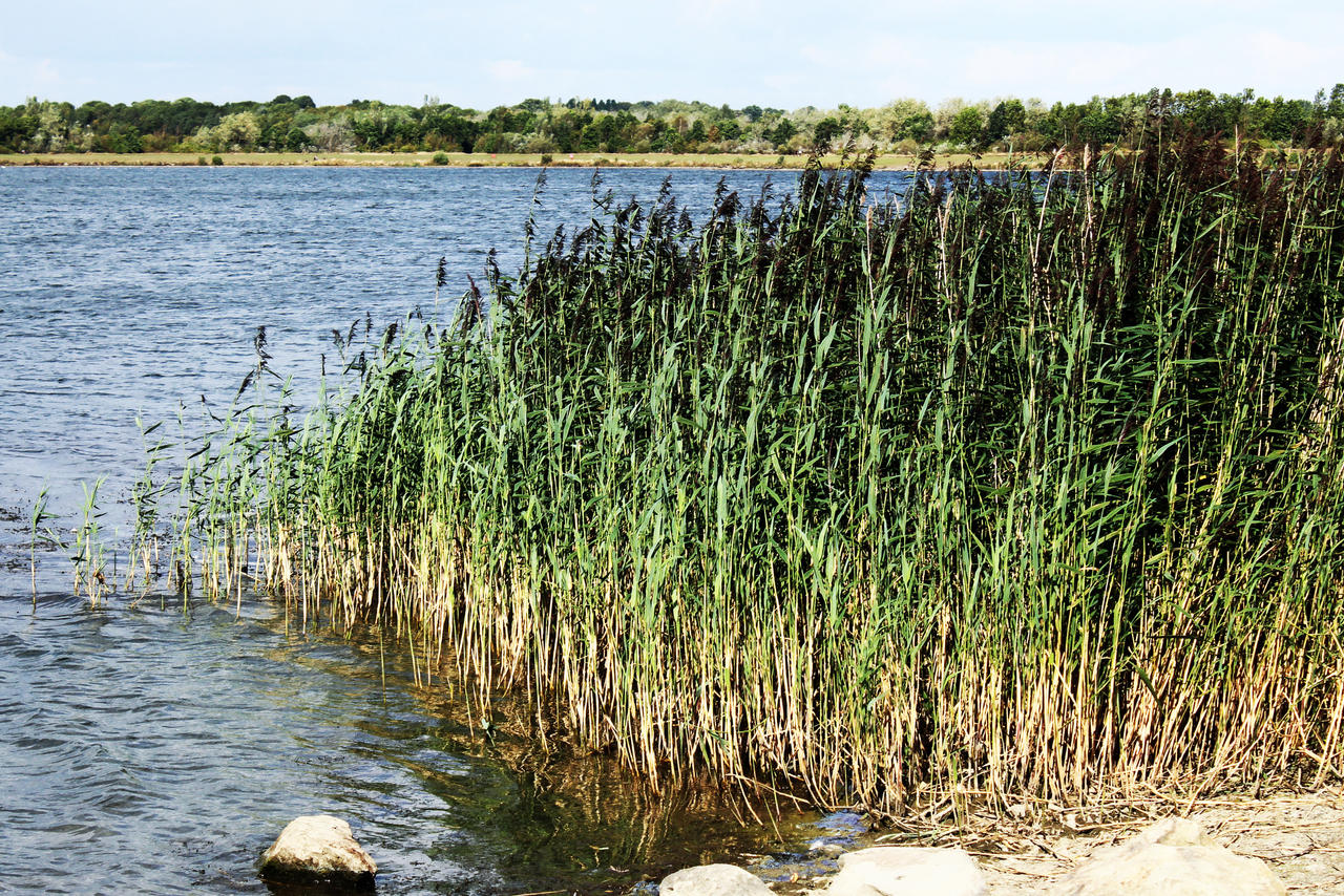 Reeds Wolfchase at Mark Ferretti blog