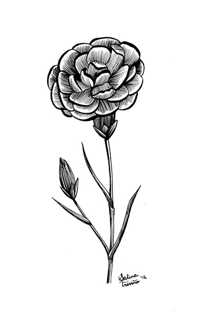 January Carnation