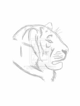 Quick tiger sketch