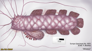 Europan Specimen