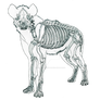 Hyena Skeletal Anatomy