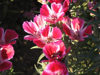 Bee in the flowers