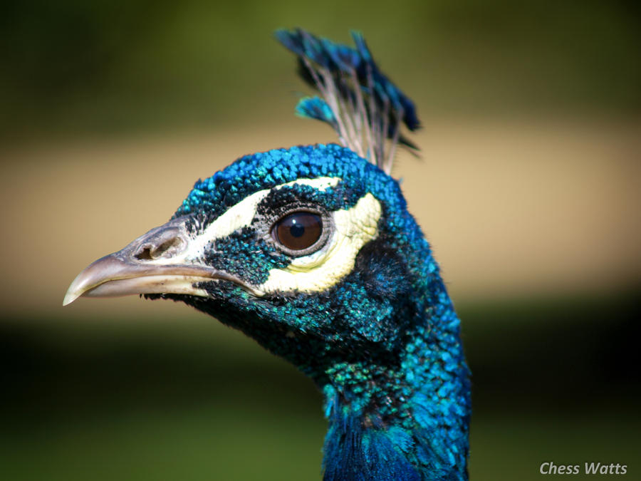 Peacock - Headshot.