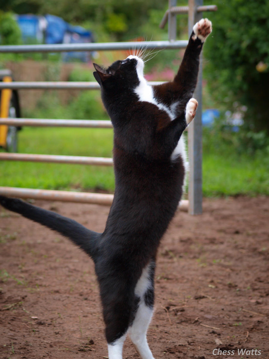 Mime cat.