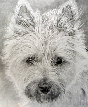 carin terrier molly