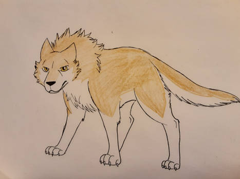 Golden Wolf