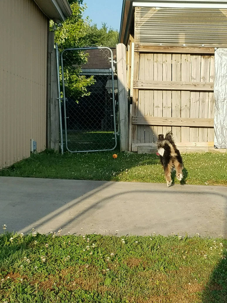 Sam running for Ball by mickey112 on DeviantArt